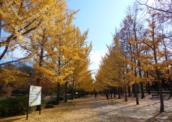 総合運動公園