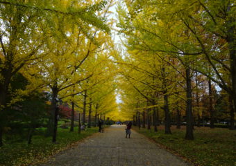 いちょう並木を見てきたよ🍂