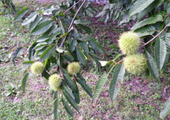 栗拾い🌰楽しかったね