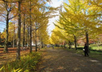 いちょう並木(運動公園）