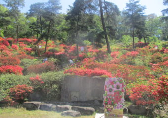 つつじを見に行ったよ🌺