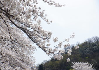 年長～舞鶴山でお花見🌸～